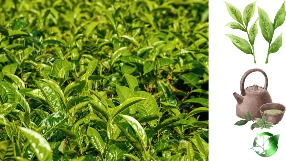 Exporter evaluation for Green Tea should cover specification, packaging, paperwork, logistics, and all-in receiving cost.